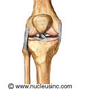 Bones and ligaments of the knee