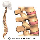 The spinal column