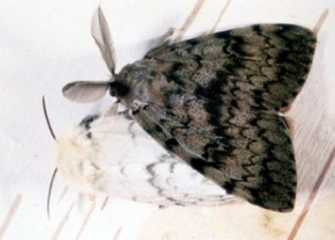 brown spongy moth on top of white moth