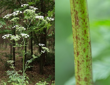Small, white poison hemlock flowers on the left and a close up of a green stem with purple spots on the right.