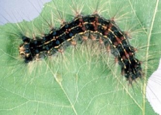 Caterpillar on leaf