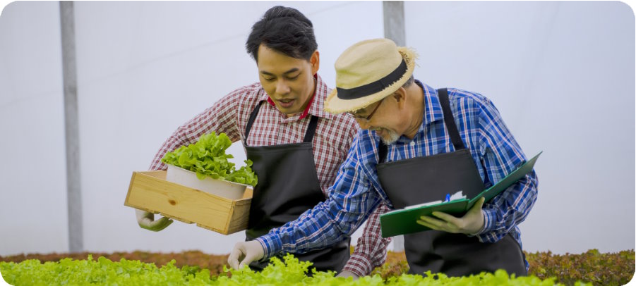 two-men-examining-letuce-raised-beds