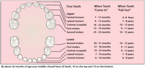 illustration showing when teeth come in