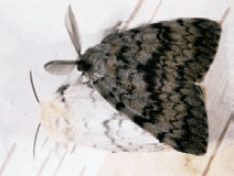 Gypsy moth adult